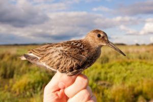 birdwatching hold open field europe