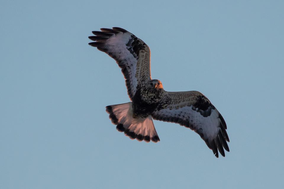 motion photography eagle bird sky