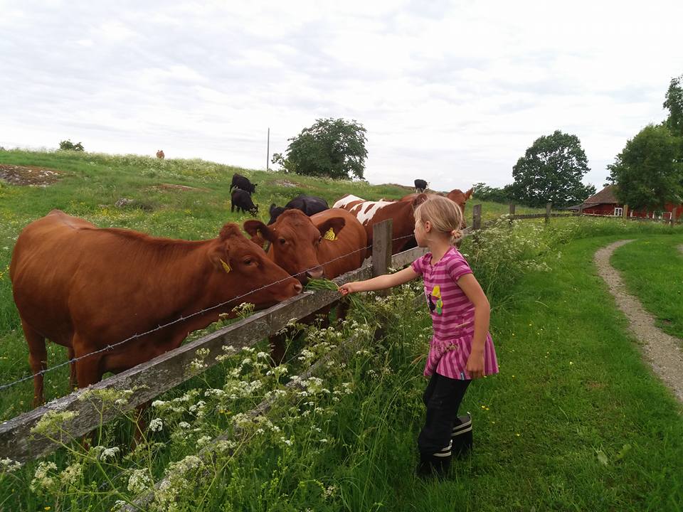 cows dairy countryside europe 