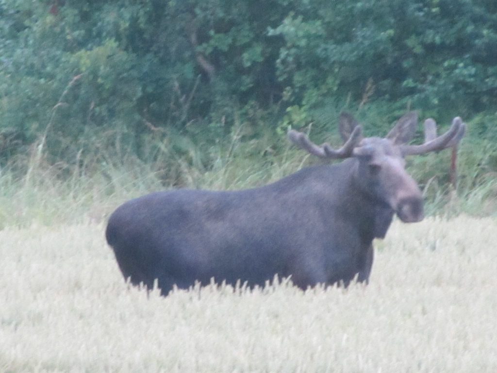 Wildlife Safari moose elk forest king seniors travel