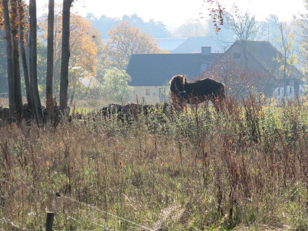 Körsbärsgården bed and breakfast in nature horse