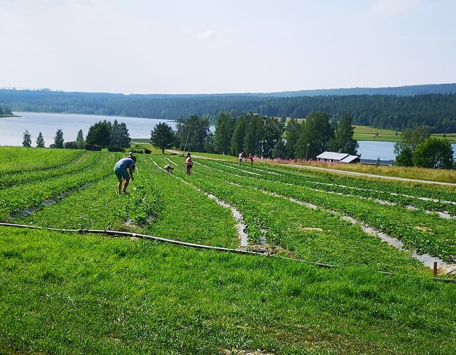 south sweden småland green field strawberry picking