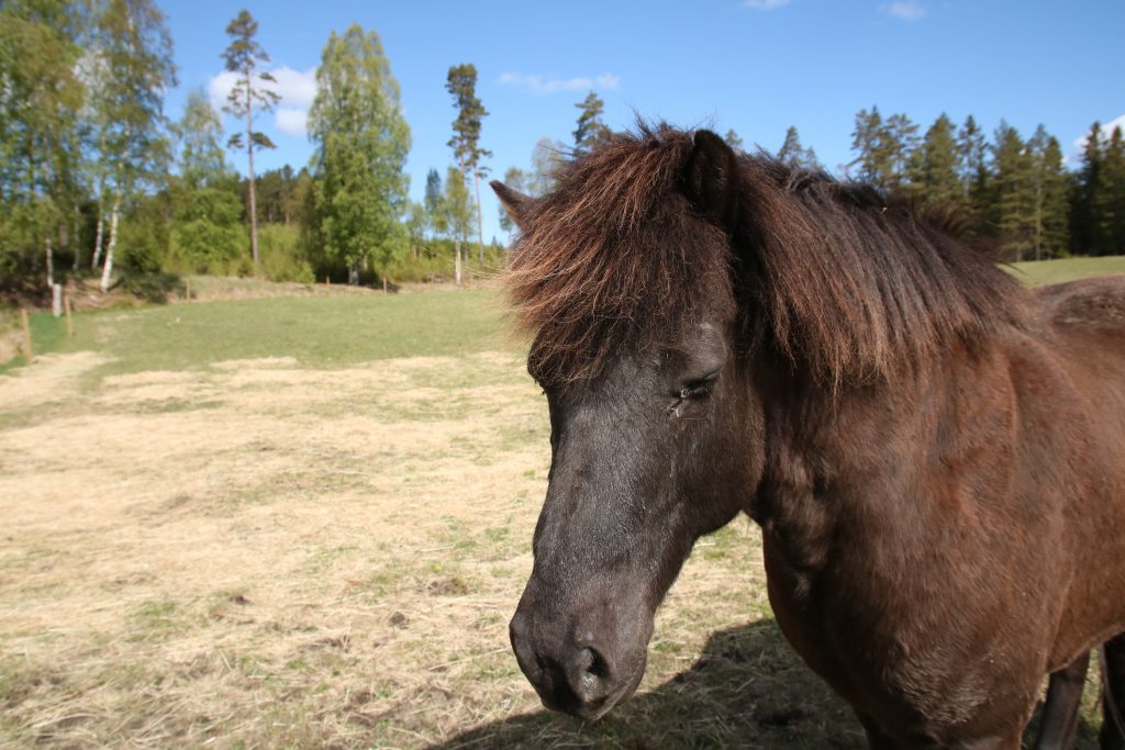 Horseback Riding countryside senior