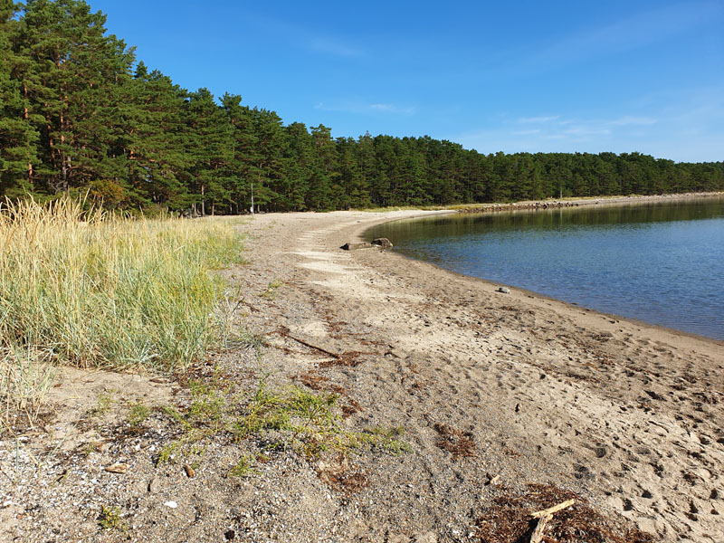 forest natrual sand sandy calm sweden lake