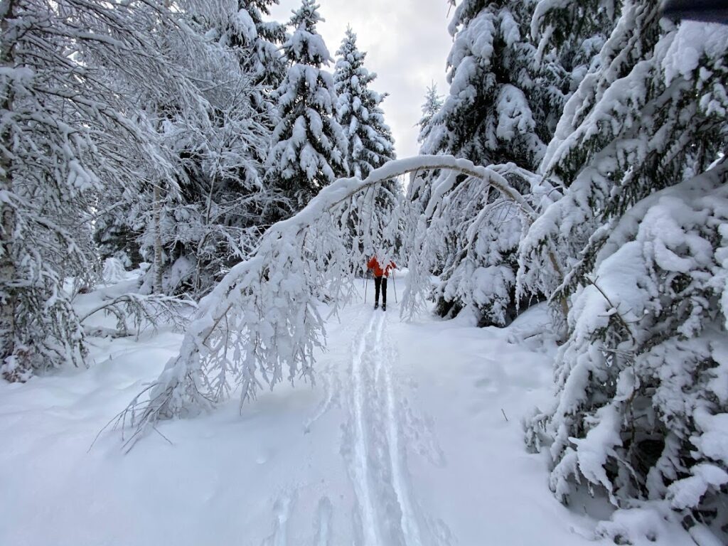 Winter Landscape snow trees cross country ski