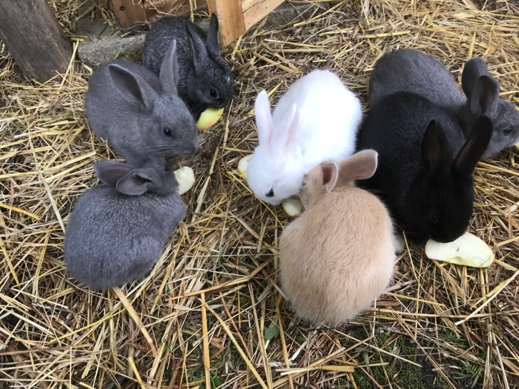 bunny rabbits cute animals farm staycation countryside