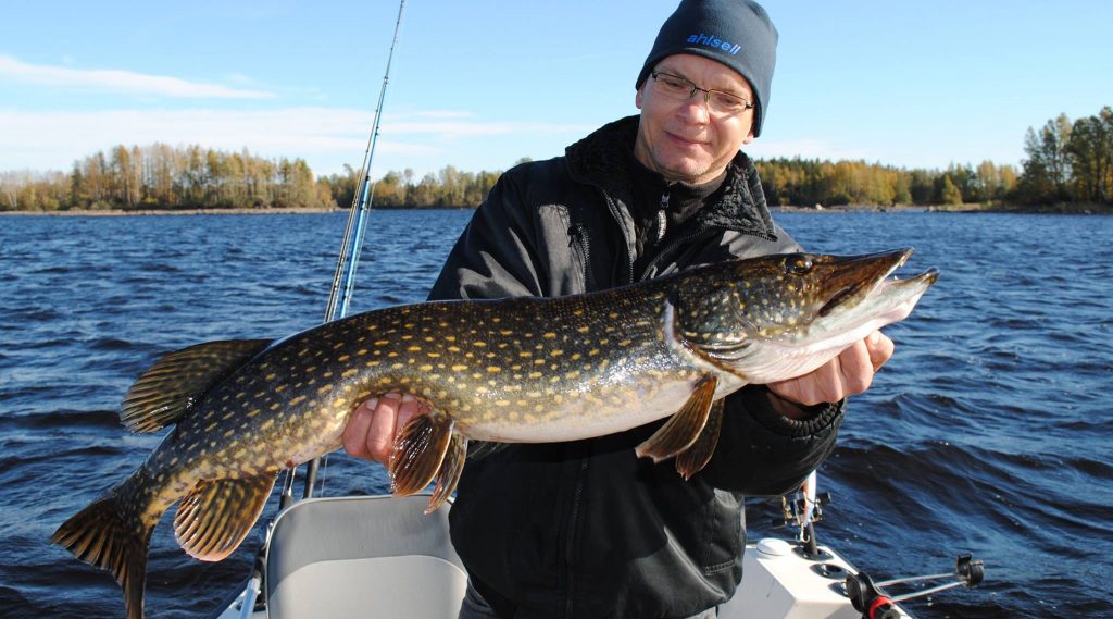 Lake Ödevaten pike large huge fish