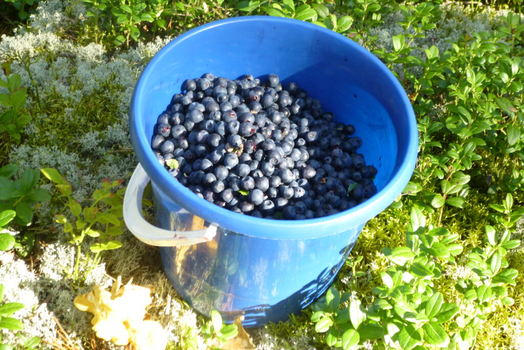 wild berries picking countryside fun activity