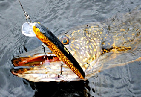 pike fishing places swedish lakes