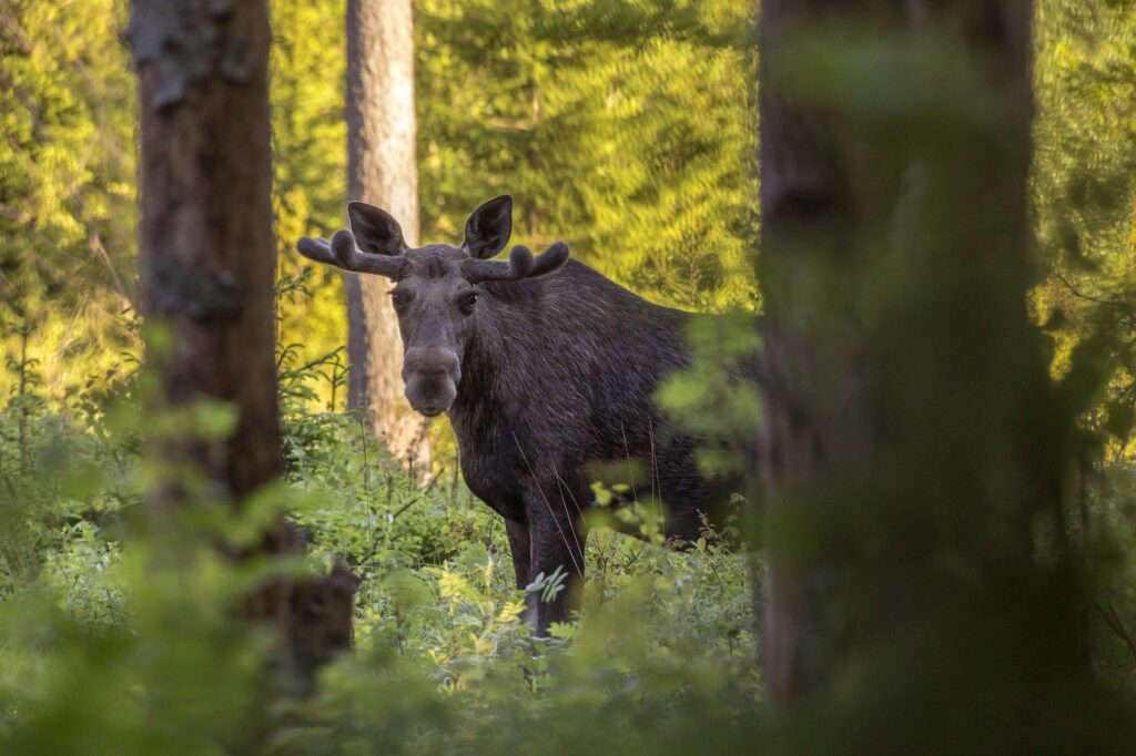 Where To See Moose In Sweden elk forest 