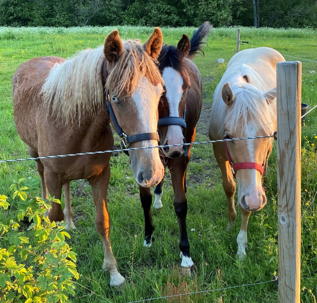 Family horseback riding ranch farm countryside