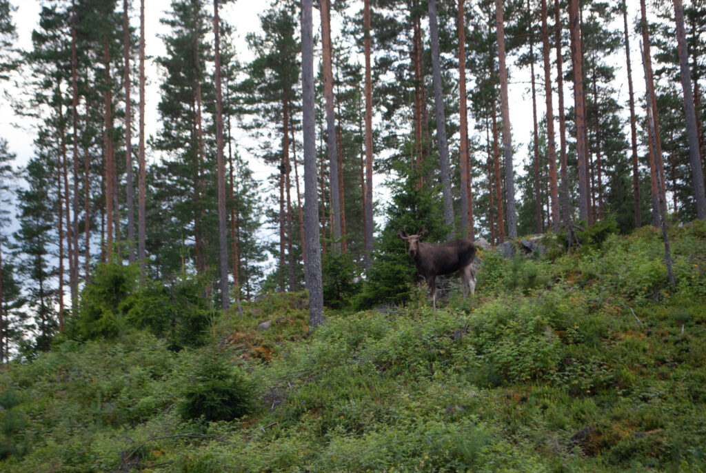 Småland Nature forest moose trees lush bushes animal