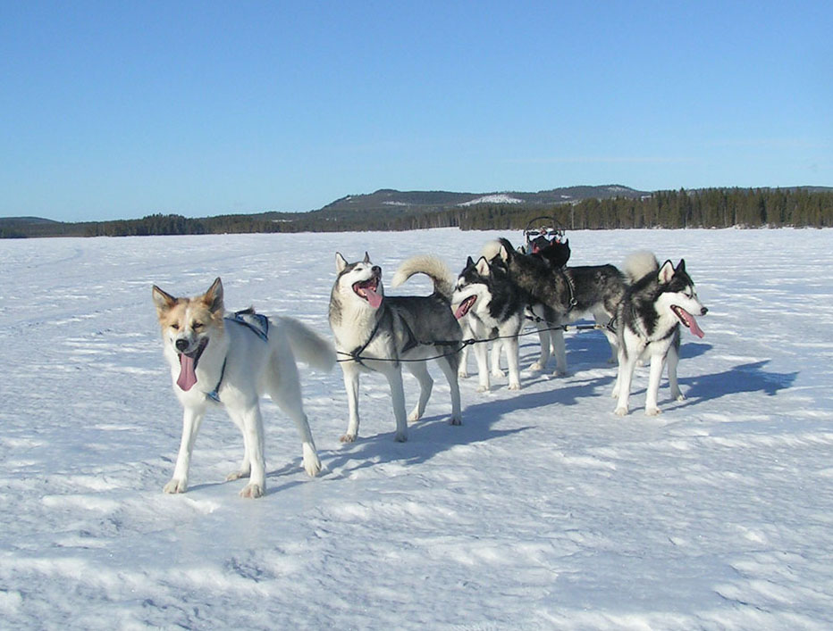 dog husky sled snow winter cold