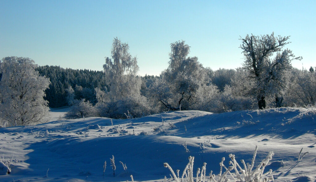 Does It Snow in Stockholm and Sweden in December landscape trees