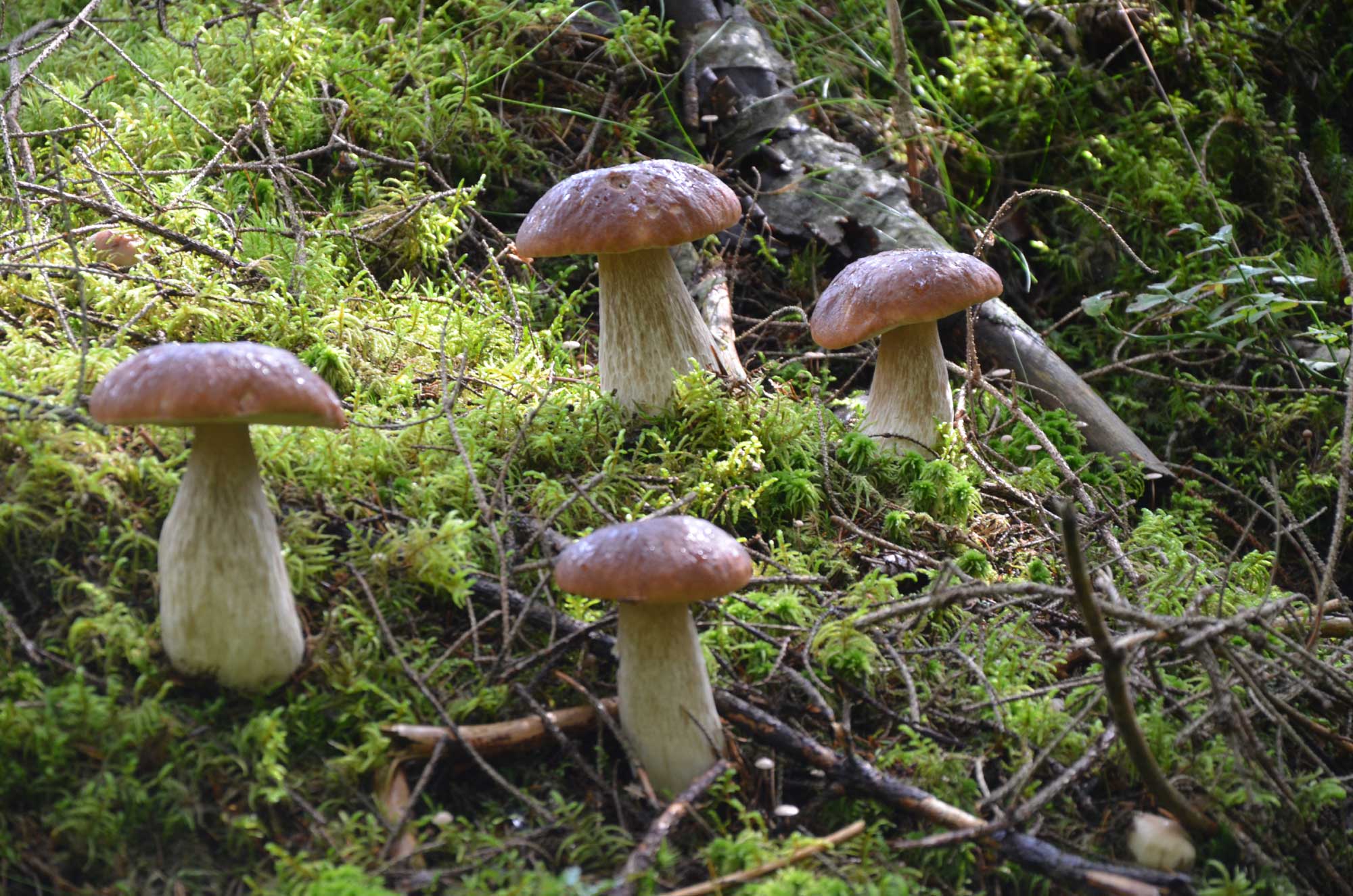 wild mushroom picking trees sweden moss