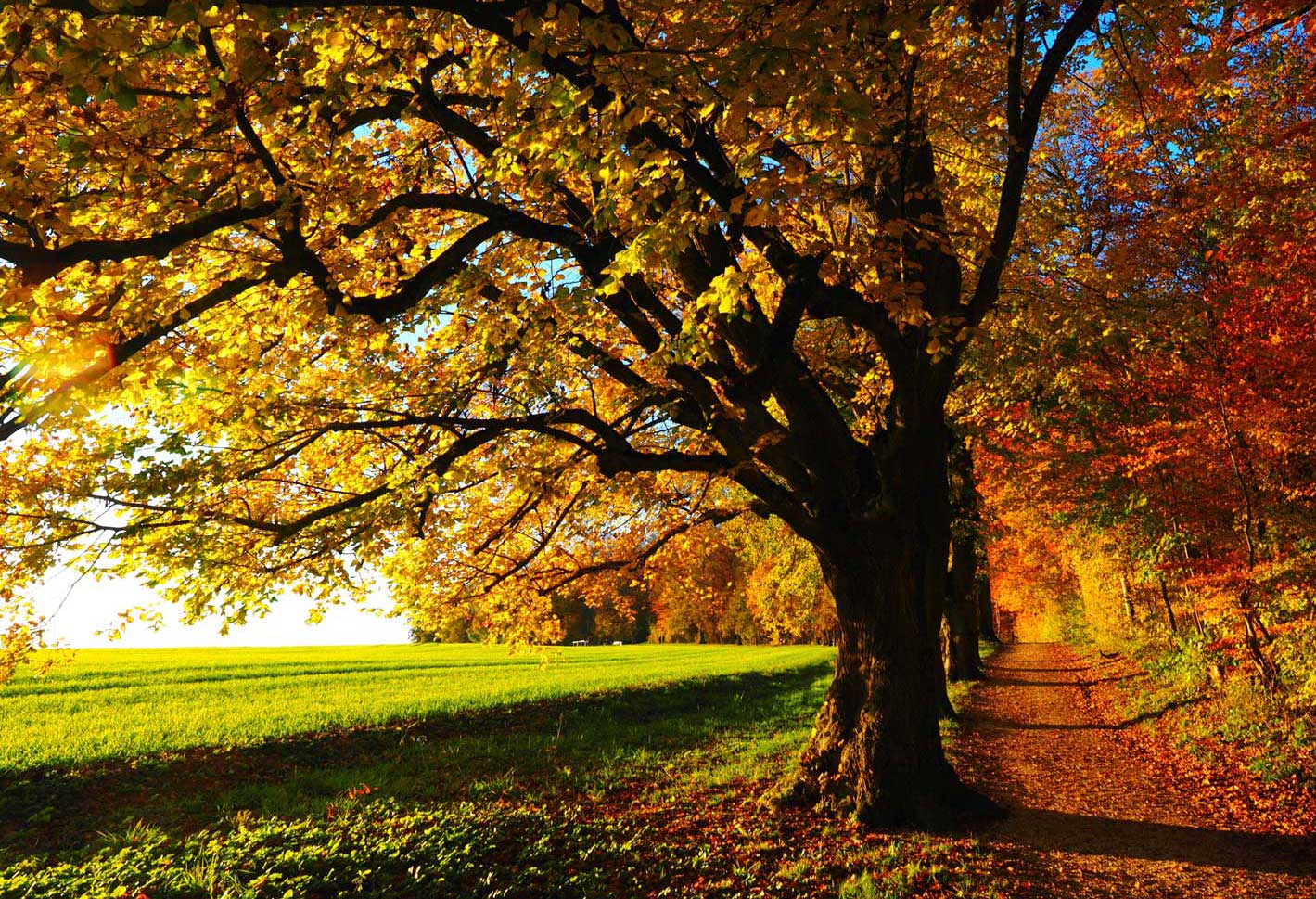 getaway countryside rural gothenburg trees season