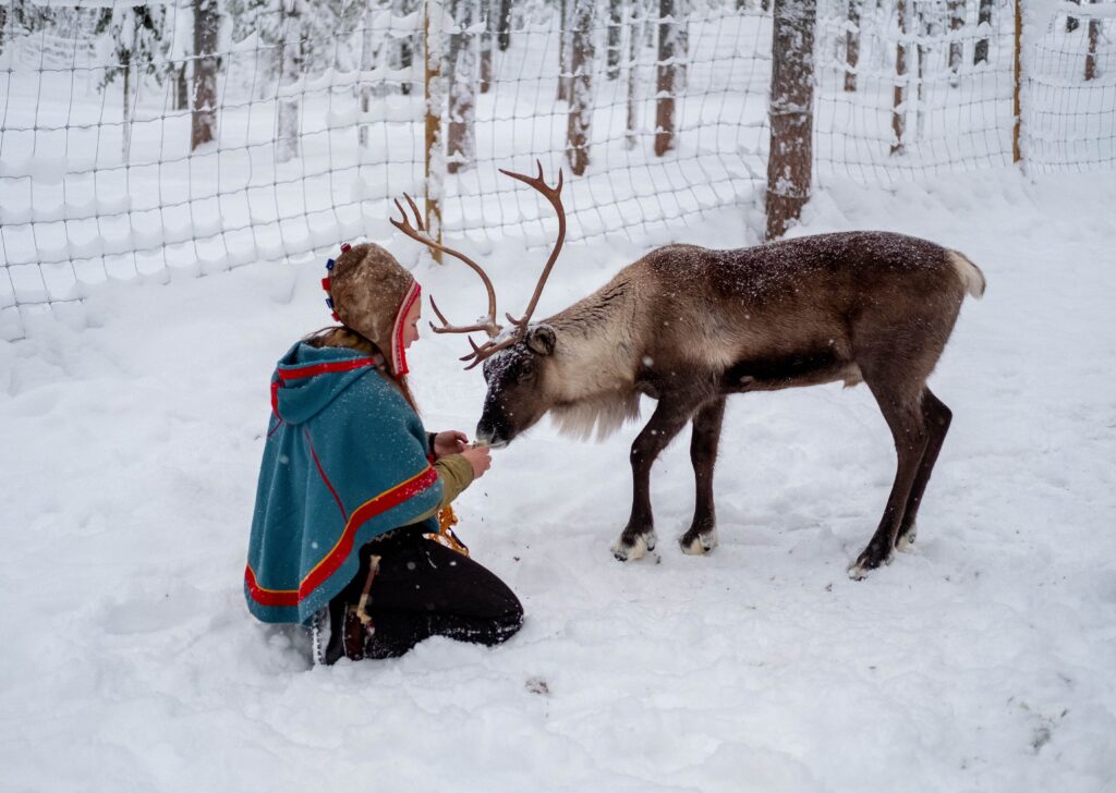 sami culture lapand reindeer snow winter feeding