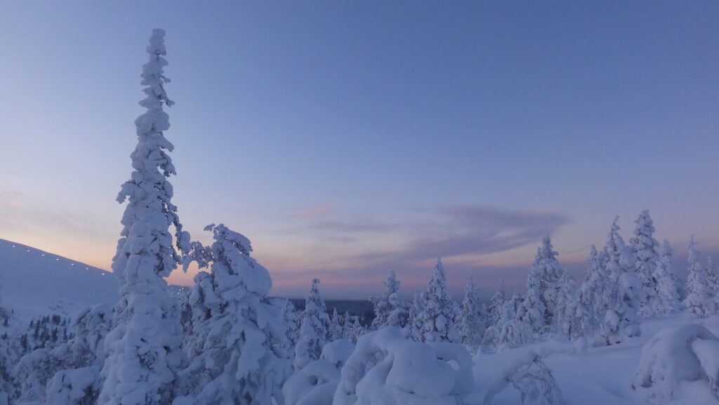 norway north white snow landscape trees