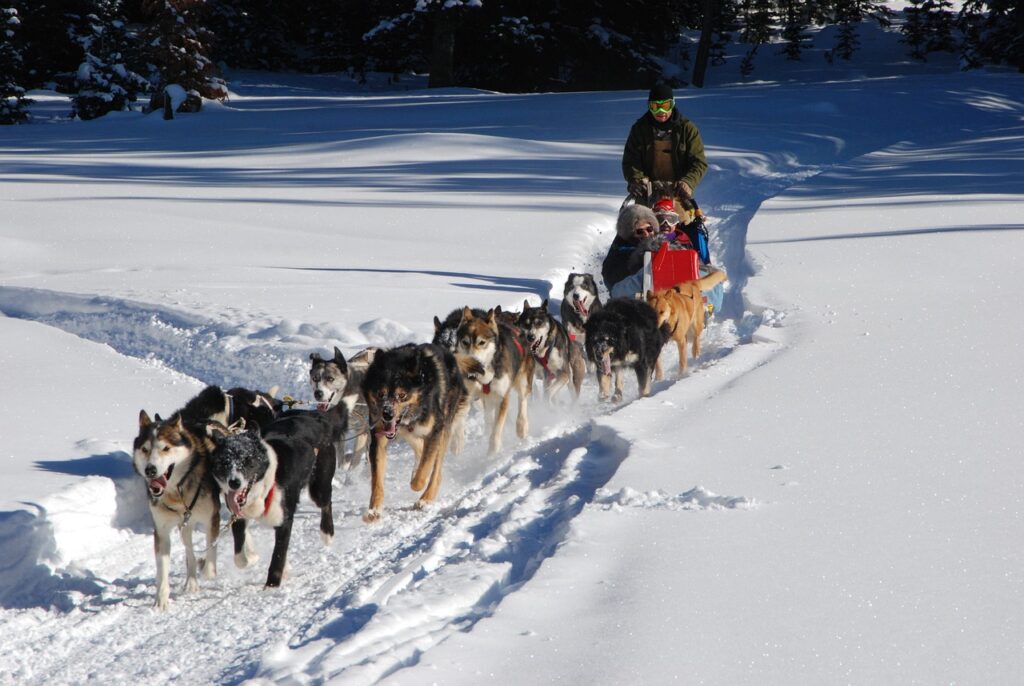 dog husky sled snow race competition family adventure