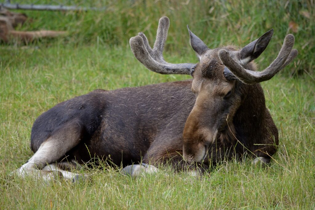 moose elk park wild safari reindeer deer