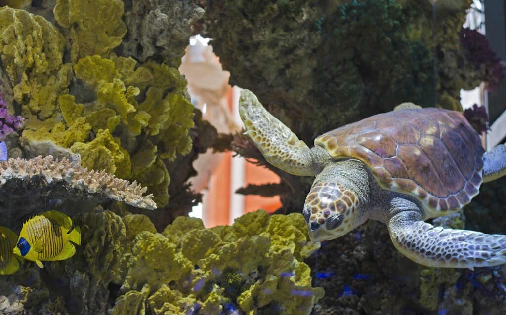 Maritime Museum and Aquarium goithenburg goteborg turtle fish